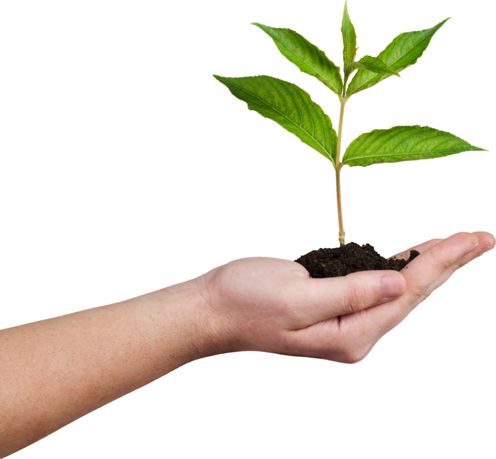 A young sapling held in a hand